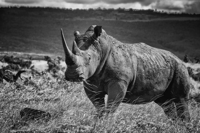 Borana White, Xtina Parks