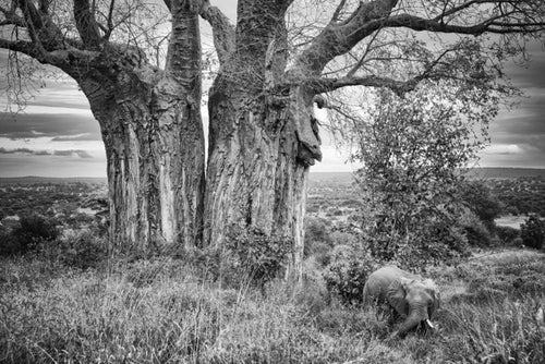 Land of the Giants, Xtina Parks