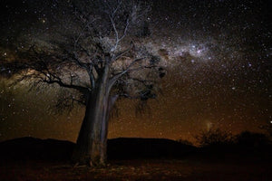 Middle Plains Baobab, Xtina Parks