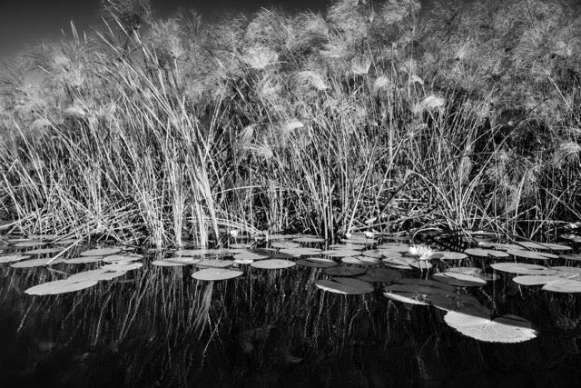 Okavanga Papyrus, Xtina Parks