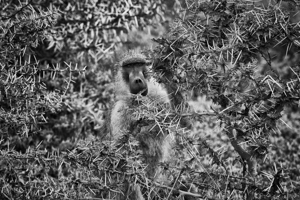 Acacia Hideout, Xtina Parks