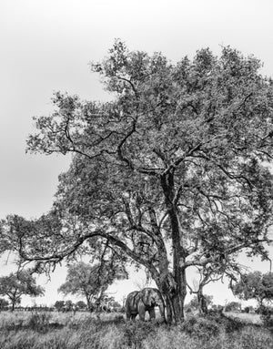 Africana, Xtina Parks