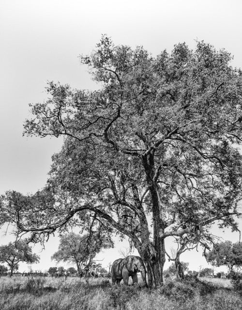 Africana, Xtina Parks