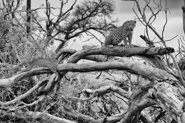 Afternoon Delight, Xtina Parks