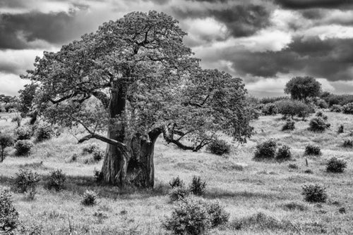 And The Dream Said, Xtina Parks