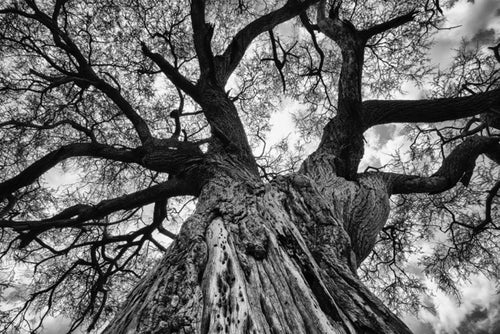 Baobab Stretch, Xtina Parks