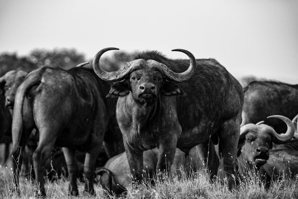 Buffalo Bonding, Xtina Parks