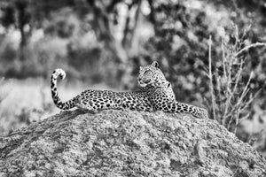 Cat Stretch, Xtina Parks