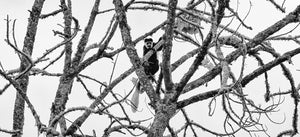 Colobus in Lichen, Xtina Parks