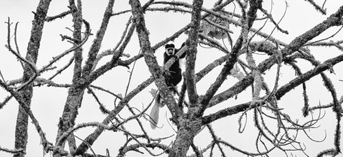 Colobus in Lichen, Xtina Parks