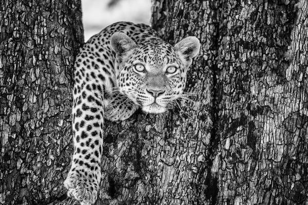 Golden Gaze, Xtina Parks