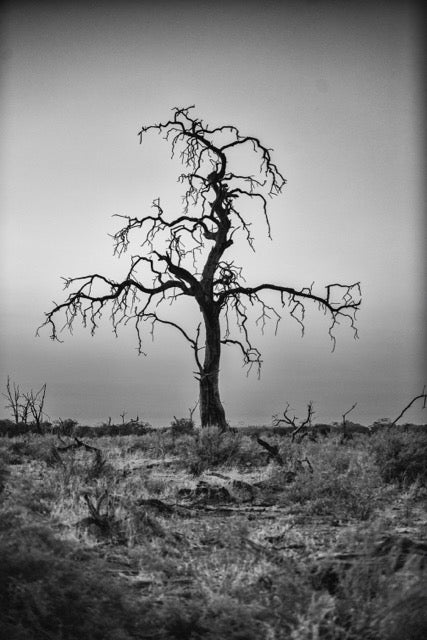 Leadwood Sleeps, Xtina Parks