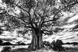 Life of Tree, Xtina Parks