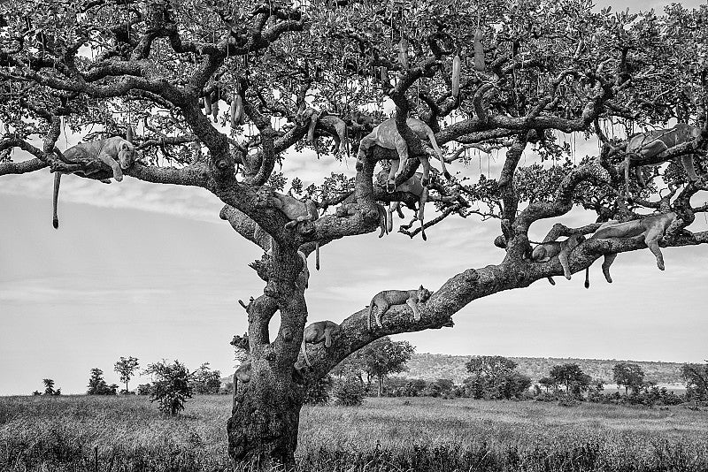 Lion Tree, Xtina Parks