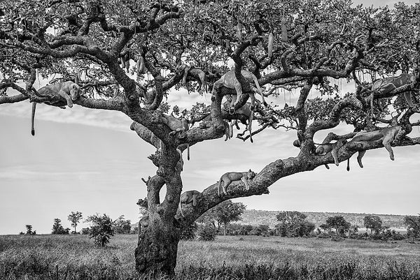 Lion Tree, Xtina Parks