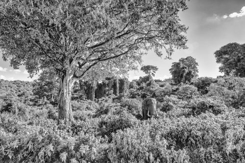 Loxodonta, Xtina Parks