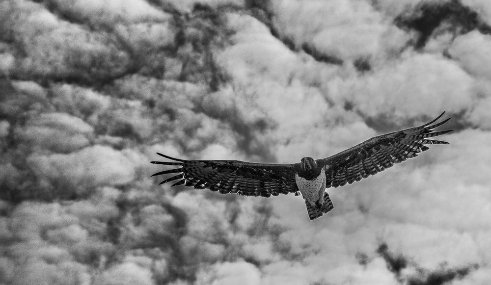 Martial Eagle Patrol