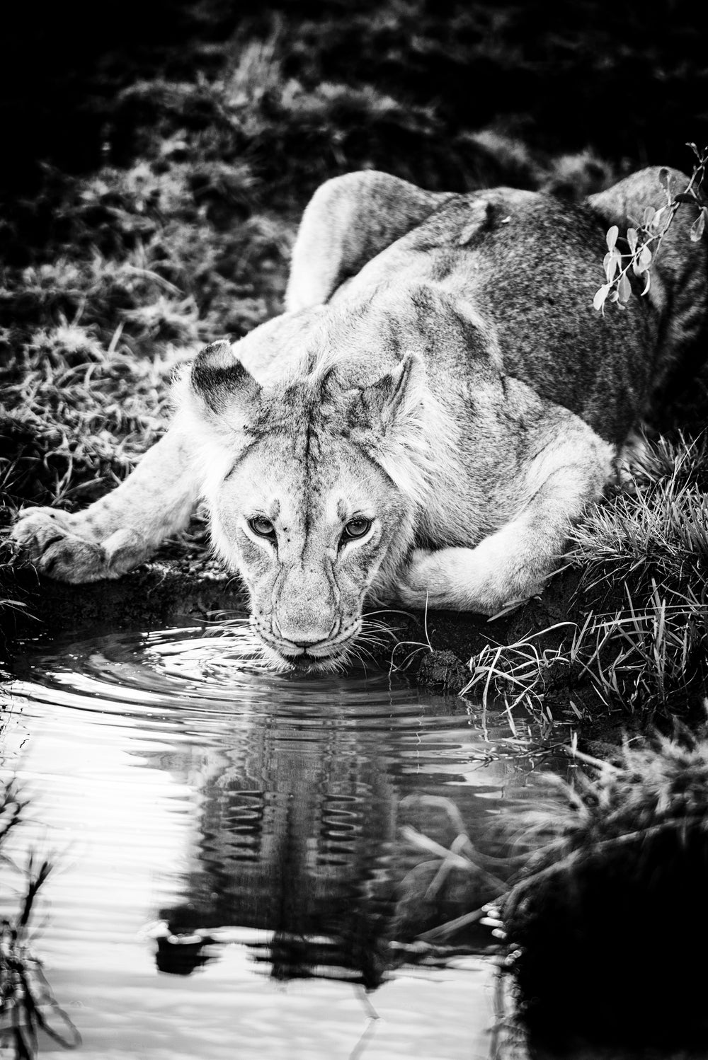 Narcissus, Xtina Parks