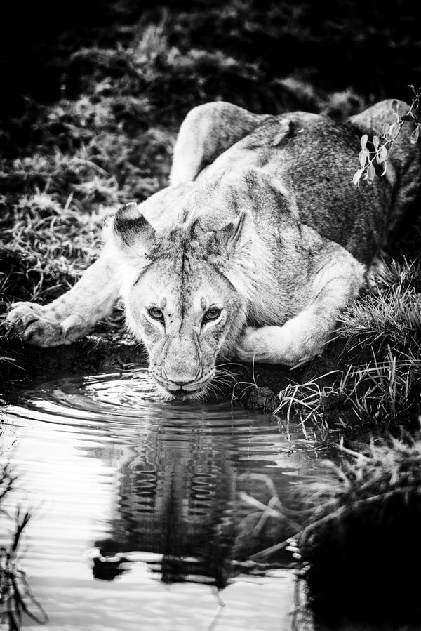 Narcissus, Xtina Parks