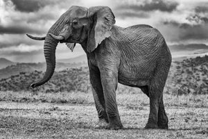 Pausing Giant, Xtina Parks