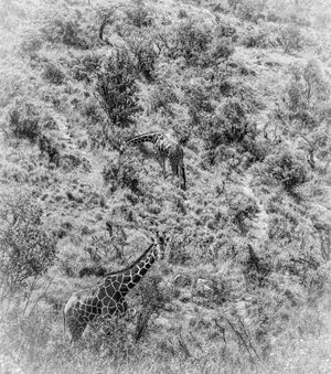 Reticulated Two, Xtina Parks