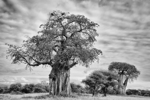 Sister Baobab, Xtina Parks