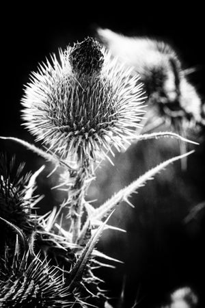 Spear Thistle Shine, Xtina Parks