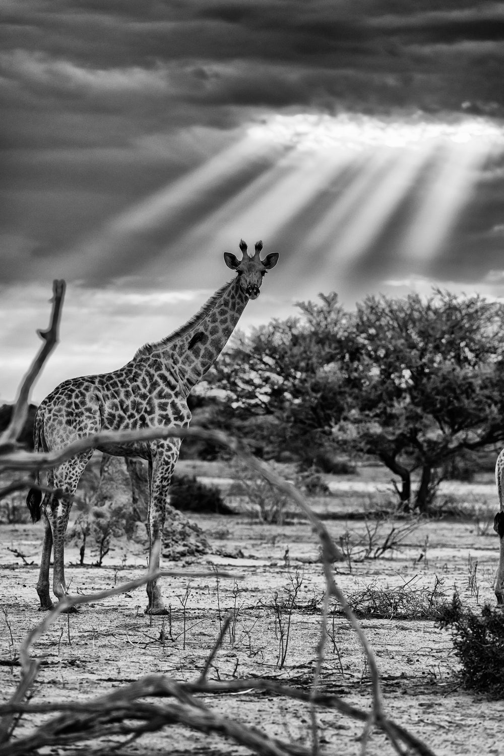 The Dome, Xtina Parks