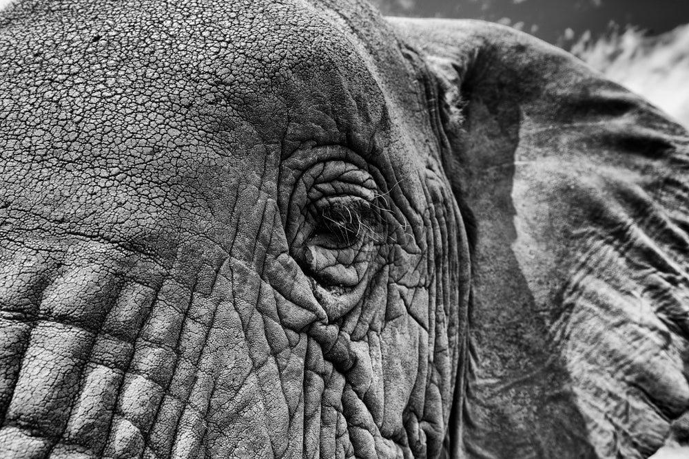 The Eye, Xtina Parks