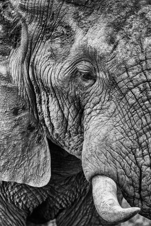 The Pointy End, Xtina Parks