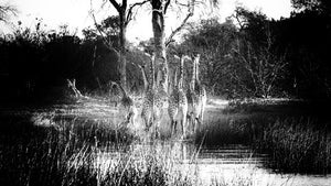 Tower of Giraffe, Xtina Parks