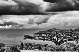 Umbrella Thorn Storm, Xtina Parks