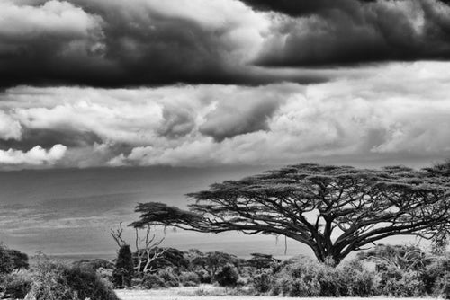 Umbrella Thorn Storm, Xtina Parks