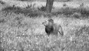 Wild Lion Flower 2, Xtina Parks
