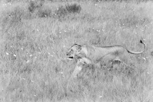 Wild Lion Flower 3, Xtina Parks