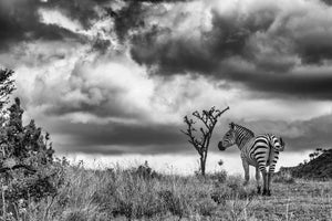 Zebra Clouds