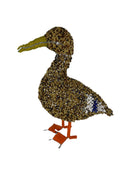 Mallard Duck South Africa