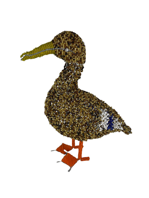 Mallard Duck South Africa