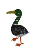 Mallard Duck South Africa