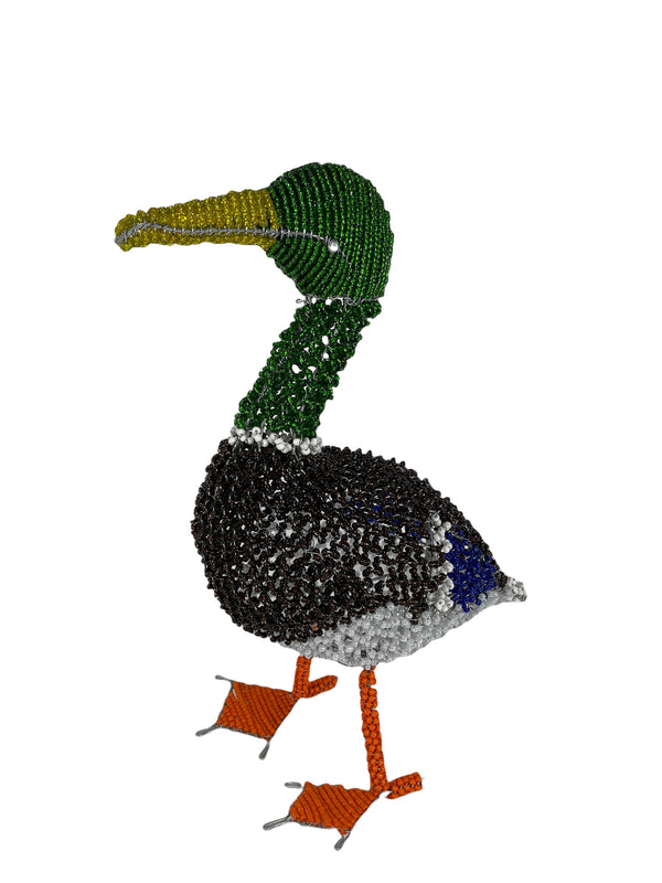 Mallard Duck South Africa